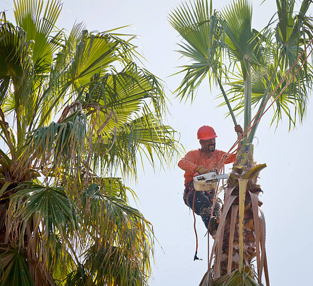 How Our Tree Care Process Works  in  Summerset, SD