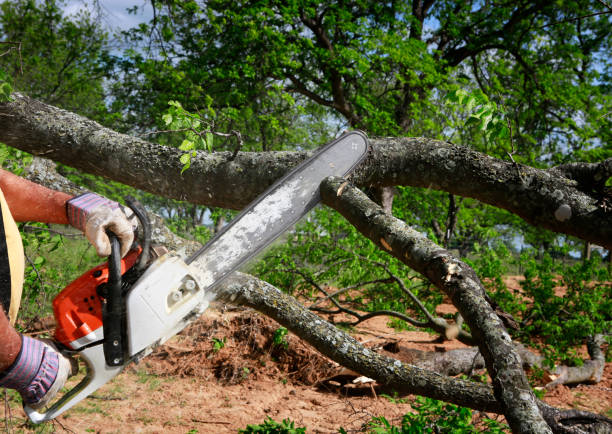 Best Tree Disease Treatment  in Summerset, SD